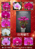 Load image into Gallery viewer, 蘭花 Orchids