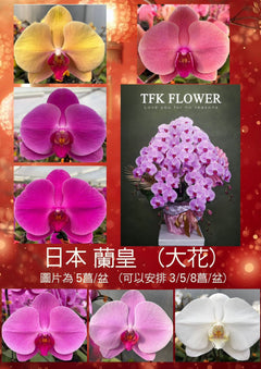 日本蝴蝶蘭皇