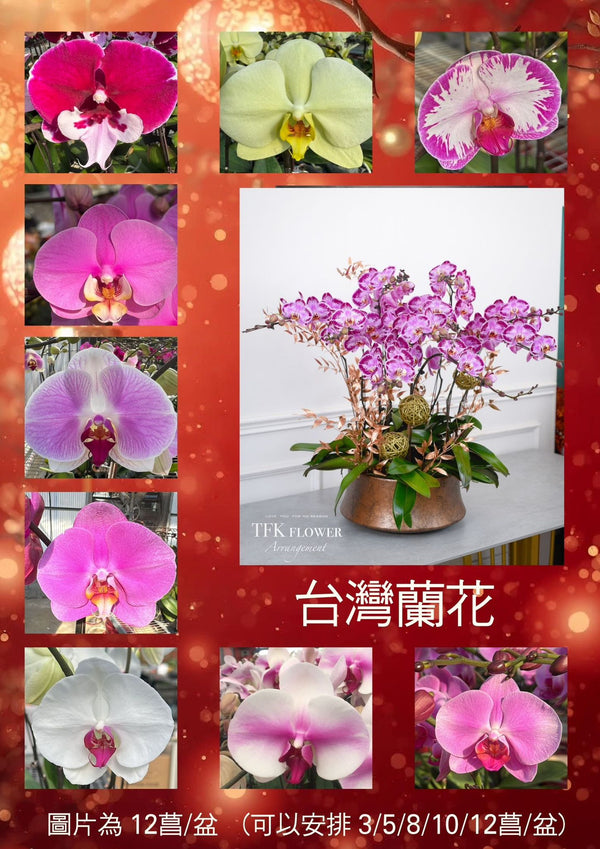蘭花 Orchids