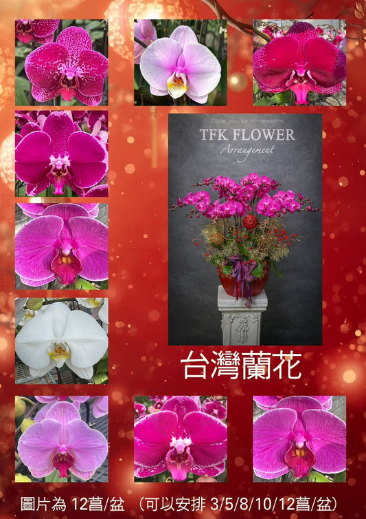 蘭花 Orchids