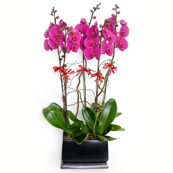 Orchid - Featured