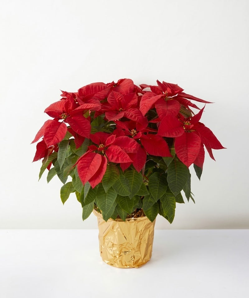 聖誕花 Poinsettia 紅色 連金色盆套 · TFK Flower 香港