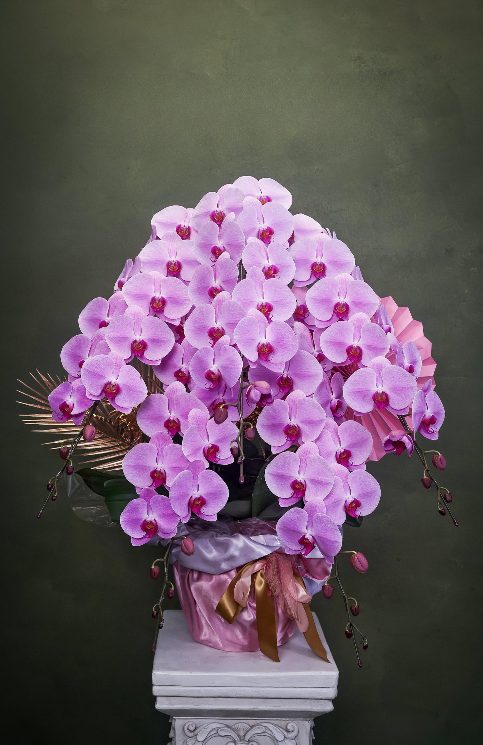 日本蝴蝶蘭皇 Phalaenopsis