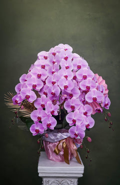日本蝴蝶蘭皇 Phalaenopsis