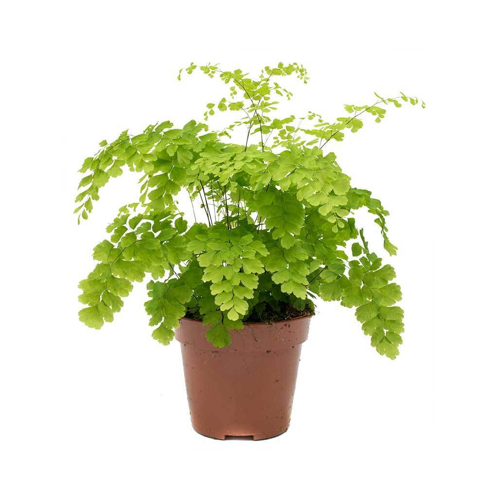 Adiantum （Holland)鐵線蕨 - TFK Flower