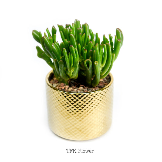 Crassula ovata hobbit (holland) - TFK Flower