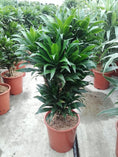Load image into Gallery viewer, Dracaena Compacta - TFK Flower

