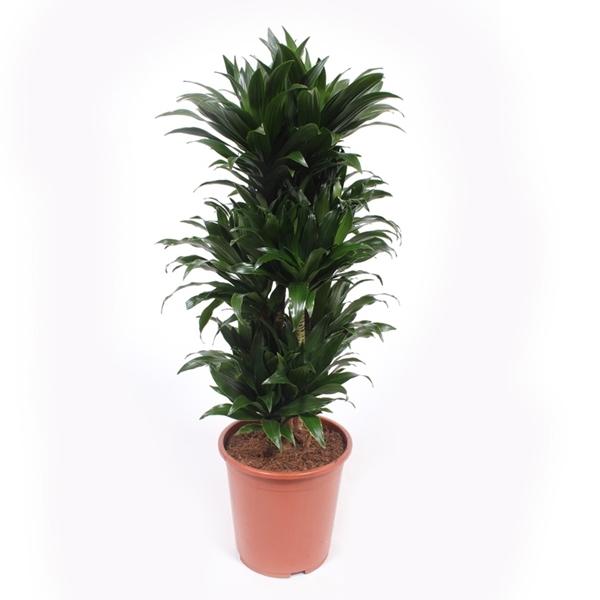 Dracaena Compacta - TFK Flower