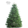 Load image into Gallery viewer, Noble Fir Christmas tree 聖誕樹 (貴族松，德洲松，歐洲諾曼松）whatsapp 拿照片 - TFK Flower
