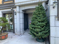 Load image into Gallery viewer, Noble Fir Christmas tree 聖誕樹 (貴族松，德洲松，歐洲諾曼松）whatsapp 拿照片 - TFK Flower
