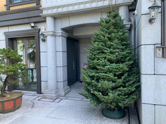 Noble Fir Christmas tree 聖誕樹 (貴族松，德洲松，歐洲諾曼松）whatsapp 拿照片 - TFK Flower