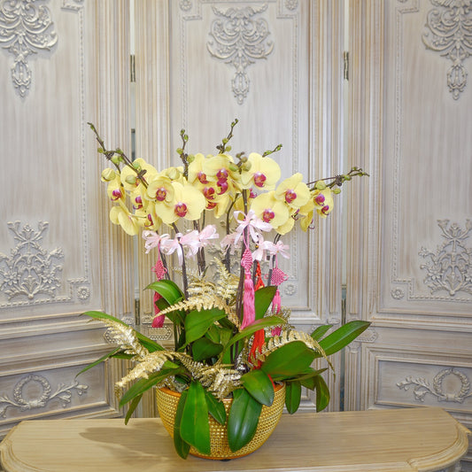 Orchid - Opportunity Knocks - TFK Flower