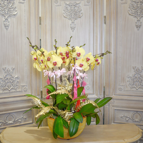 Orchid - Opportunity Knocks