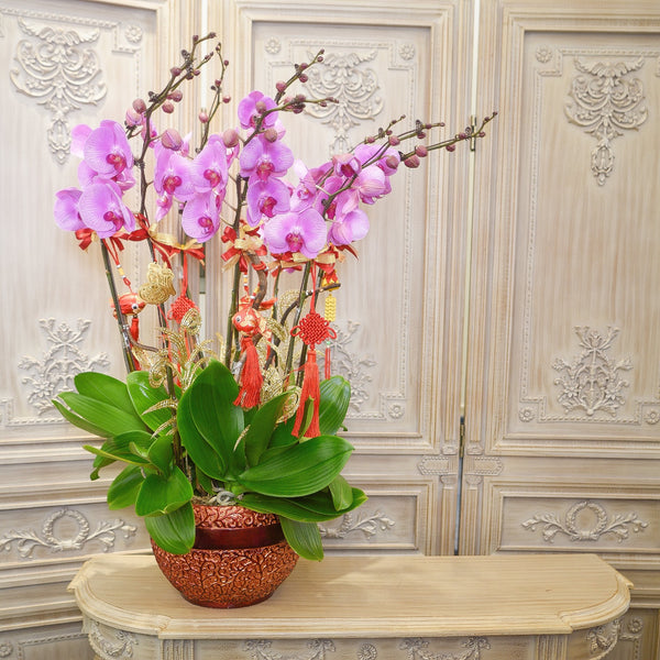 Orchid - Rising Star