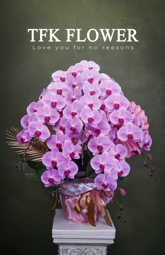 日本皇室蝴蝶蘭皇 - TFK Flower