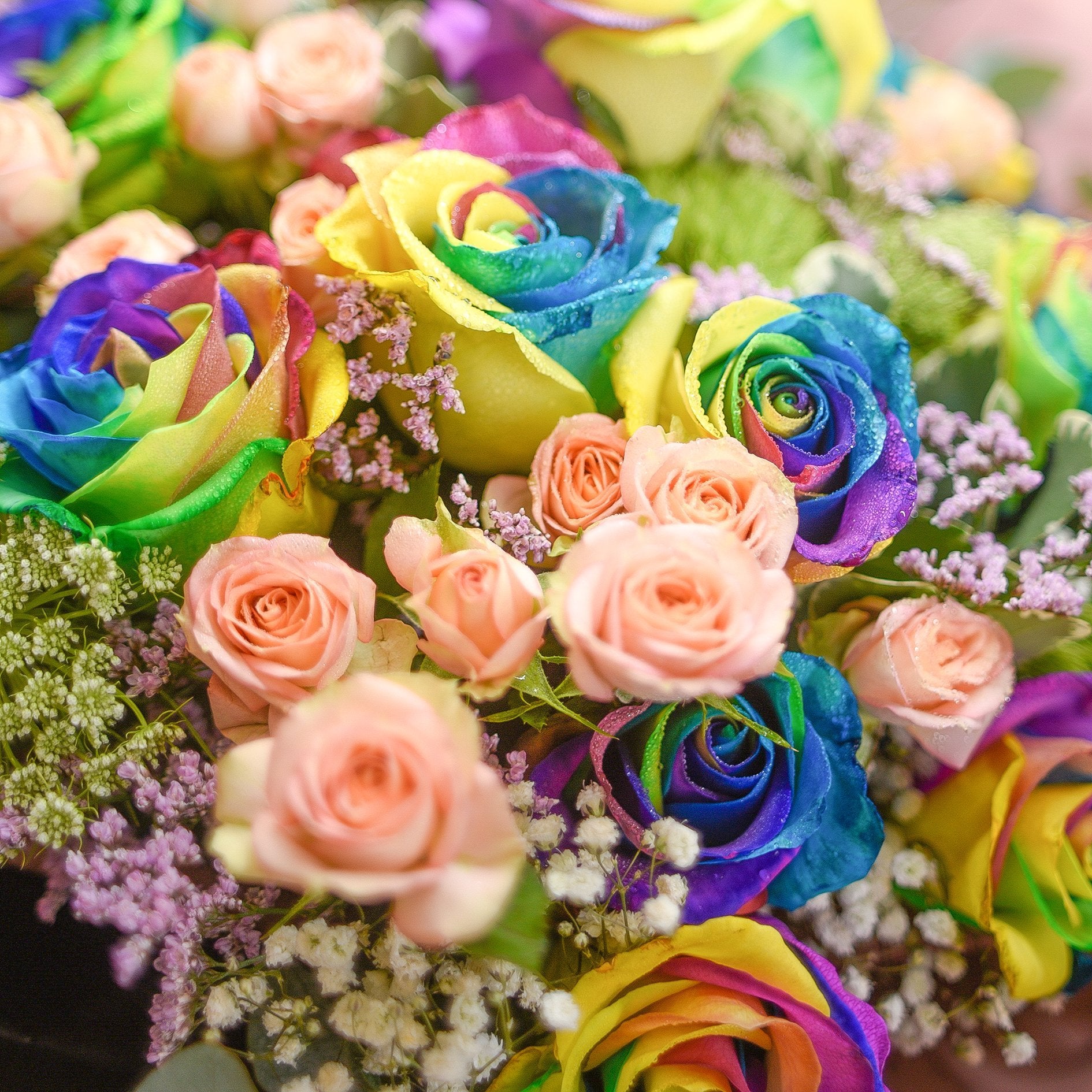 RAINBOW WORLD (RAINBOW ROSE) - TFK Flower